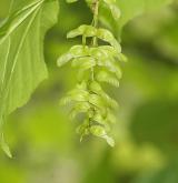 javor střechovitý <i>(Acer tegmentosum)</i> / Plod