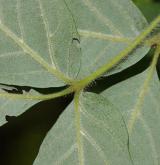 javor šedý <i>(Acer griseum)</i> / List