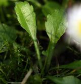 sedmikráska obecná <i>(Bellis perennis)</i> / List