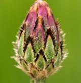 chrpa modrá  <i>(Centaurea cyanus)</i>