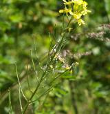 trýzel rozvětvený <i>(Erysimum diffusum agg.)</i> / Habitus