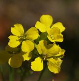 trýzel rozvětvený <i>(Erysimum diffusum agg.)</i> / Květ/Květenství