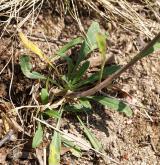 trýzel rozvětvený <i>(Erysimum diffusum agg.)</i> / Habitus