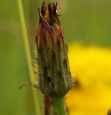 prasetník kořenatý <i>(Hypochaeris radicata)</i> / Květ/Květenství