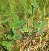 jetel horský <i>(Trifolium montanum)</i> / List