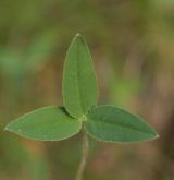 jetel horský <i>(Trifolium montanum)</i> / List
