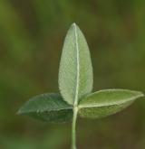 jetel horský <i>(Trifolium montanum)</i> / List