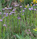 koulenka prodloužená <i>(Globularia bisnagarica)</i> / Porost
