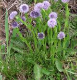 koulenka prodloužená <i>(Globularia bisnagarica)</i> / Detail porostu