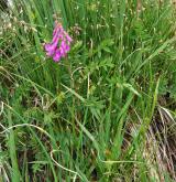 kopyšník tmavý <i>(Hedysarum hedysaroides)</i> / Habitus