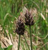 jitrocel černavý <i>(Plantago atrata)</i> / Květ/Květenství