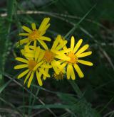 starček (pastarček) celolistý <i>(Tephroseris integrifolia)</i> / Květ/Květenství