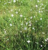 bělozářka větevnatá <i>(Anthericum ramosum)</i> / Habitus