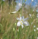 bělozářka větevnatá <i>(Anthericum ramosum)</i> / Květ/Květenství