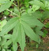 kyčelnice cibulkonosná <i>(Dentaria bulbifera)</i> / List