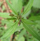 kyčelnice cibulkonosná <i>(Dentaria bulbifera)</i> / Květ/Květenství