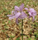 kyčelnice cibulkonosná <i>(Dentaria bulbifera)</i> / Květ/Květenství