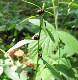 kyčelnice cibulkonosná <i>(Dentaria bulbifera)</i> / Plod