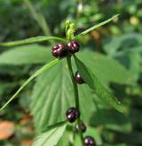 kyčelnice cibulkonosná <i>(Dentaria bulbifera)</i> / Plod