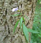 kyčelnice cibulkonosná <i>(Dentaria bulbifera)</i> / Květ/Květenství