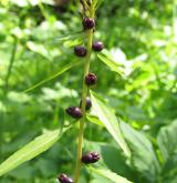 kyčelnice cibulkonosná <i>(Dentaria bulbifera)</i> / Plod
