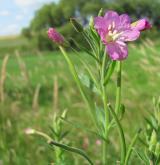 vrbovka chlupatá <i>(Epilobium hirsutum)</i> / Habitus