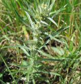 protěž lesní <i>(Gnaphalium sylvaticum)</i>