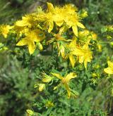 třezalka tečkovaná <i>(Hypericum perforatum)</i> / Habitus