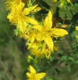 třezalka tečkovaná <i>(Hypericum perforatum)</i> / Květ/Květenství