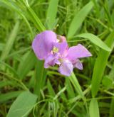 hrachor bahenní <i>(Lathyrus palustris)</i> / Květ/Květenství