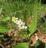 pstroček dvoulistý <i>(Maianthemum bifolium)</i> / Květ/Květenství