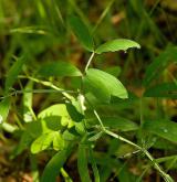 hrachor horský <i>(Lathyrus linifolius)</i> / Habitus
