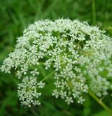 bršlice kozí noha <i>(Aegopodium podagraria)</i> / Květ/Květenství