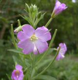 vrbovka chlupatá <i>(Epilobium hirsutum)</i> / Květ/Květenství