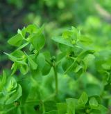pryšec okrouhlý <i>(Euphorbia peplus)</i> / Květ/Květenství