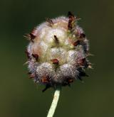 jetel jahodnatý <i>(Trifolium fragiferum)</i> / Plod
