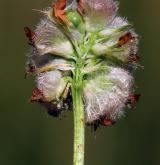 jetel jahodnatý <i>(Trifolium fragiferum)</i> / Plod