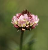 jetel jahodnatý <i>(Trifolium fragiferum)</i> / Květ/Květenství