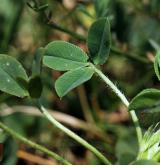 jetel jahodnatý <i>(Trifolium fragiferum)</i> / List