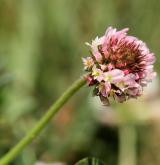jetel jahodnatý <i>(Trifolium fragiferum)</i> / Květ/Květenství