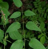 plamének přímý <i>(Clematis recta)</i> / List