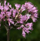 havez česnáčková <i>(Adenostyles alliariae)</i> / Květ/Květenství