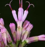 havez česnáčková <i>(Adenostyles alliariae)</i> / Květ/Květenství