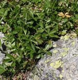 mochna zlatá <i>(Potentilla aurea)</i> / Habitus