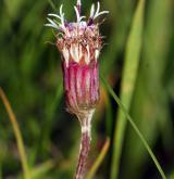 podbělice alpská <i>(Homogyne alpina)</i>