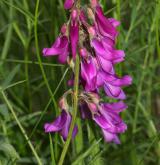 kopyšník tmavý <i>(Hedysarum hedysaroides)</i> / Květ/Květenství