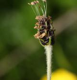 jitrocel černavý <i>(Plantago atrata)</i> / Květ/Květenství