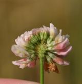 jetel zvrhlý <i>(Trifolium hybridum)</i> / Květ/Květenství