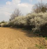 Mezofilní a suché křoviny nelesního prostředí <i>(Berberidion)</i> / Porost