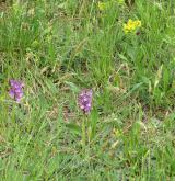 Acidofilní suché trávníky <i>(Koelerio-Phleion phleoidis)</i> / Detail porostu